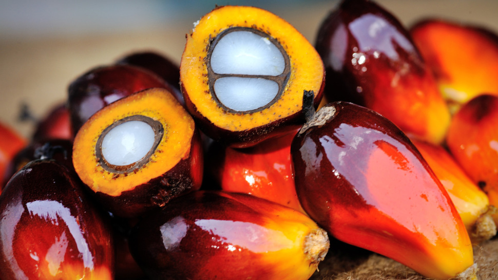 palm-oil-fruit boletin marzo