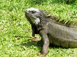 Iguana ecopetrol julio2016